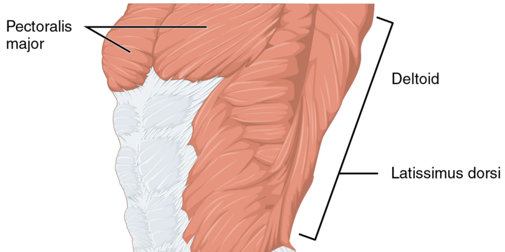 Chest anatomy