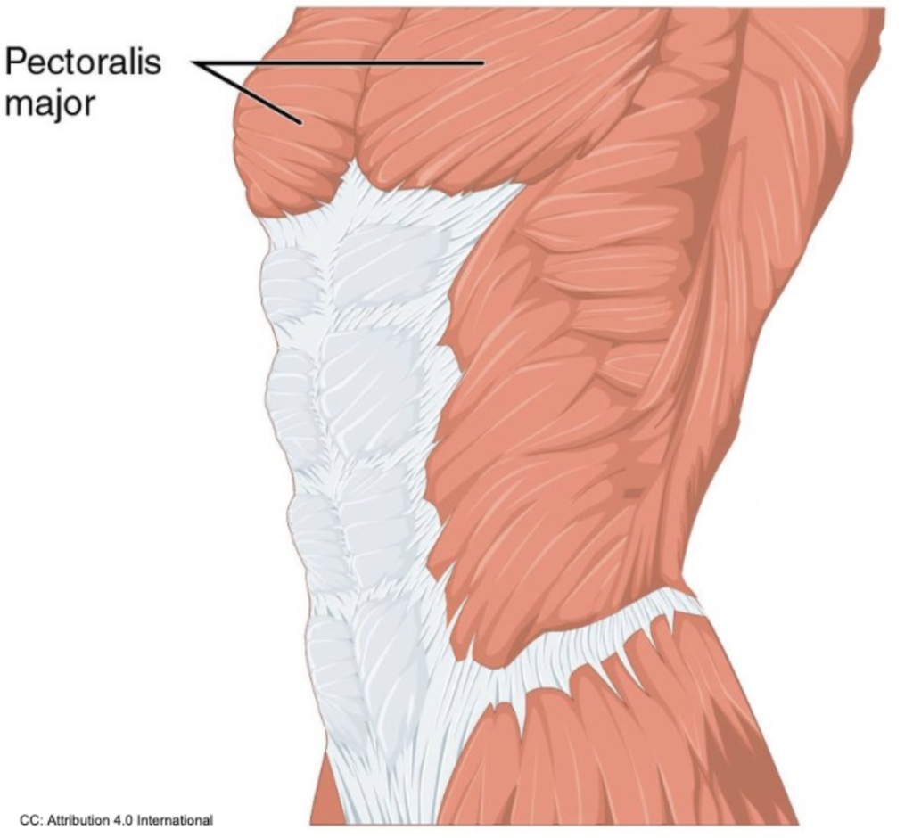 pec major anatomy upper chest workout